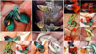 MOST BEAUTIFUL GUPPIES | TOP RARE GUPPIES