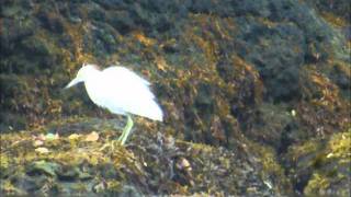 Little Blue Heron, Letterfrack, Galway 2008