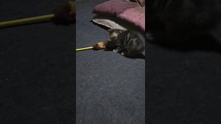 オモチャにジャレる子猫　#猫屋敷八兵衛 　#可愛い子猫 　#ねこ動画