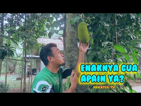 nangka-apa-cecek-ngakak-bareng-bekatul