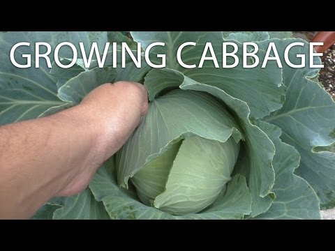 Growing Cabbage Tips & Harvest