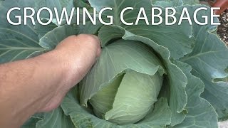 Growing Cabbage - Tips & Harvest