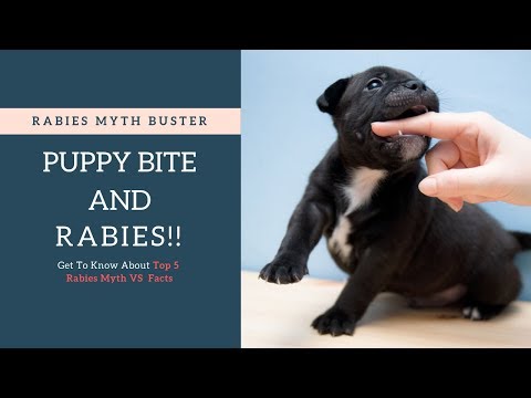 Puppy Bite Cause Rabies | Top 5 Rabies Myths & Facts