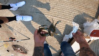 NYC-Blue crabs and spot fish 8/17/2025