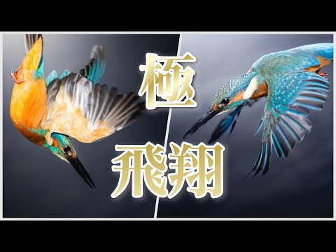 スマーナカワセミについて詳しく解説