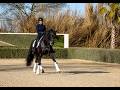 Jument - 12 ans - Dressage Schoolmaster / PSG - France