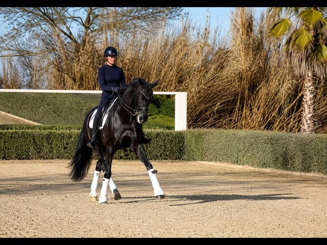 Jument - 12 ans - Dressage Schoolmaster / PSG - France