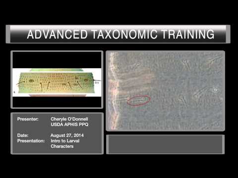 Introduction to thrips larval characteristics