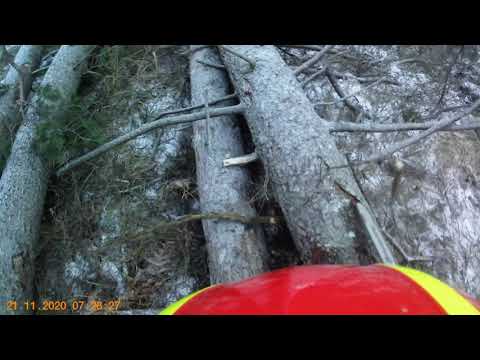 Käferholz aufarbeitung