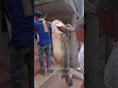 pescado de mas de 100 libras Curillo Caquetá