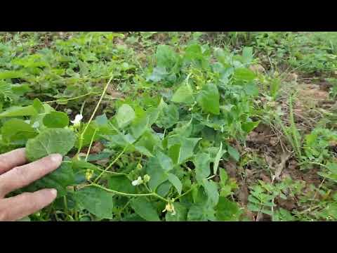 plantação de feijão para  as abelhas