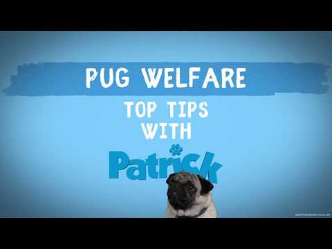 Patrick (2019) (Vignette 'Pug Welfare')