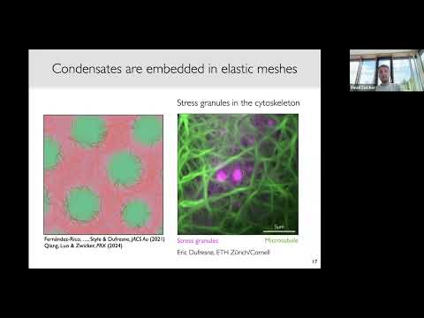 David Zwicker: Physics of Phase Separation Inside Biological Cells