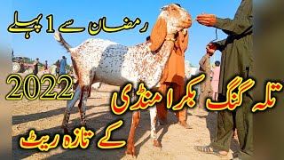 How to  bakra mandi Talagang 2022 dumba mandi  bak