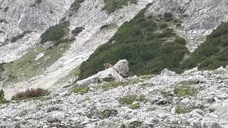 Live-Video: Murmeltierchen am Steinernen Meer