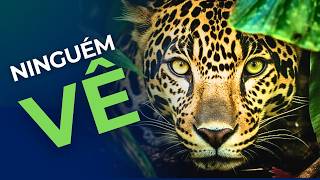 8 FATOS QUE  VOCÊ NUNCA IMAGINOU  SOBRE A ONÇA PINTADA