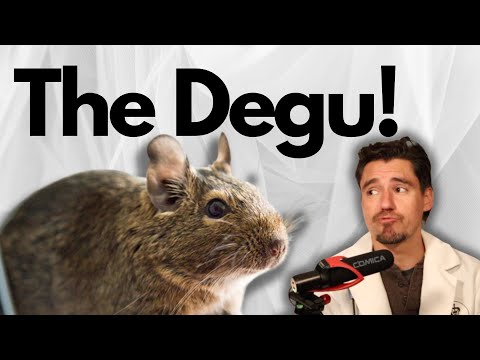 Degu (Octodon degus) ako domáci miláčik — predstavenie druhu