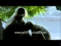 Langur Breast Feeding Infant