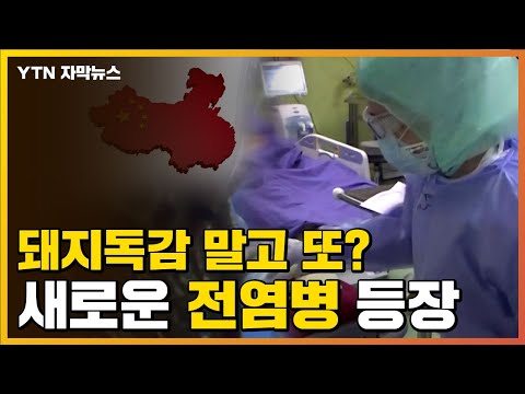 , title : '[자막뉴스] 중국에서 또...돼지독감 이어 새로운 전염병 발생 / YTN'