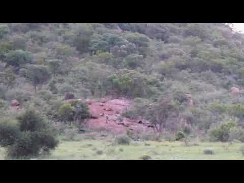 Baboons climbing distant rocks to roost for the night
