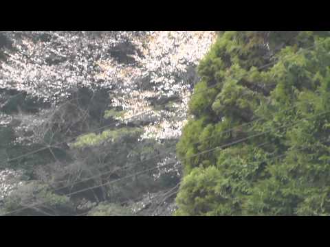 🚶‍♂️ Wild Cherry Trees in Japan - Softypapa Adventures - Walking in Japan