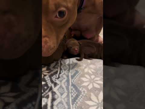 American pitbull terrier kennel Dognik Bulls 2026 Europe #dognikbulls #pitbull #puppy #lonzo #ofrn