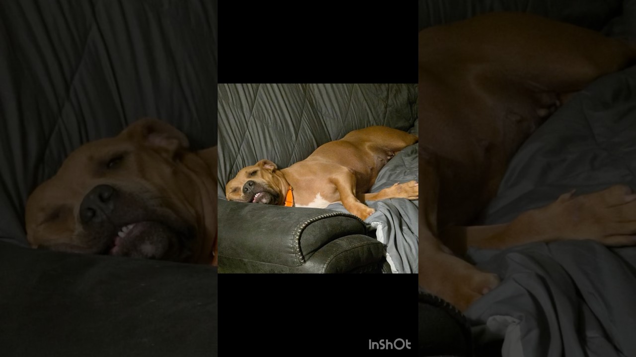 Ziva, a Adoptable mixed breed in Virginia Beach, VA video 6/6