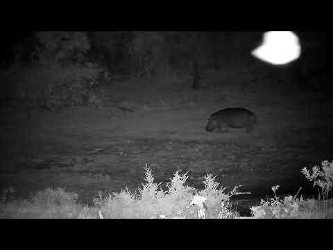 Djuma: Hippo leaving the dam-not hanging around to graze any - 22:00 - 10/23/2022