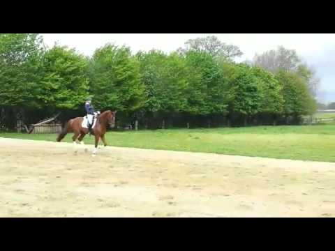 Sir Emke *2011 v. Belissimo