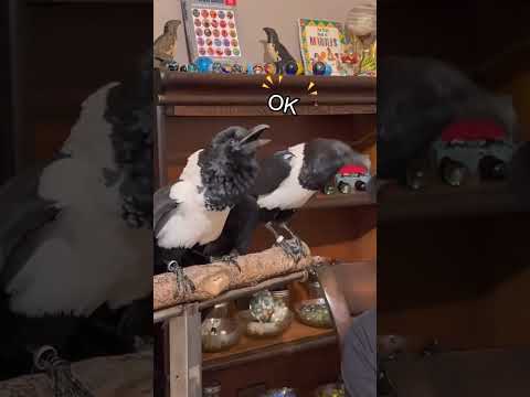 Smart Crows Copying Human Voices 🐦‍⬛ 🗣️ #funny #foryou #crow