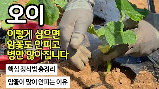 오이 이렇게 심으세요 - 핵심 방법 총정리/암꽃이 안피는 이유/오이의 병을 줄여주는 작물