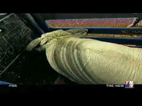 Promise Land bucks Adam Carrillo - 02 PBR Shreveport