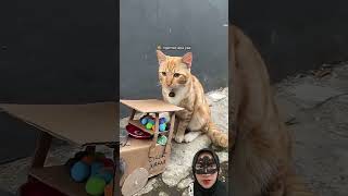 Download lagu Kasian banget kucing nya #cat #kucing #kucinglucu #funny #diy #comedy mp3 Download lagu Kasian banget kucing nya #cat #kucing #kucinglucu #funny #diy #comedy mp3