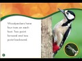 Reading Book Woodpeckers