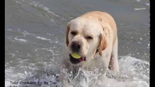 Antibakterielles Hundebett