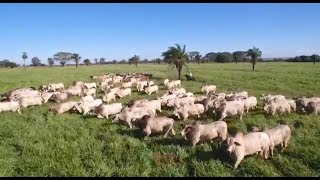 Miniatura do vídeo