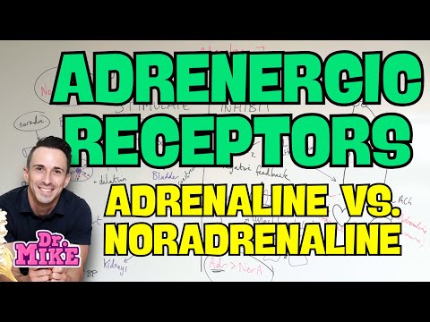 Adrenergic Receptors | Adrenaline vs. Noradrenaline