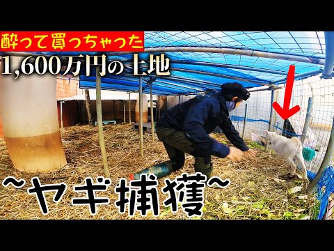 草原ヤギのひげ 植物