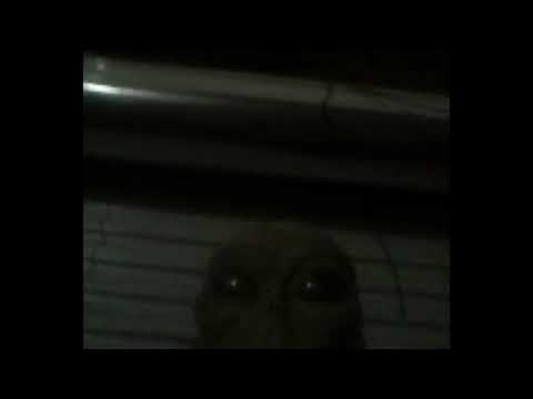 Alienween space hotel