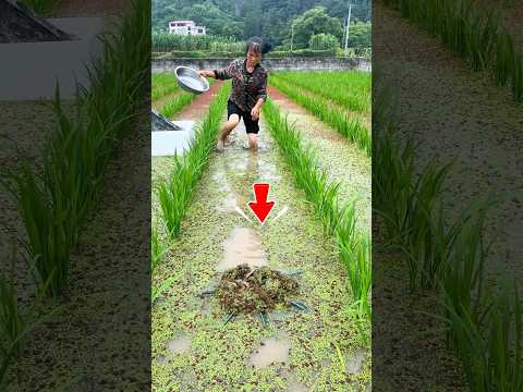 Nghi Rắn Lưới Cá Nhưng Thực Tế Bất Ngờ #short
