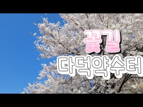 [SNS 서포터즈] 벚꽃이 만발한 다덕약수터 브이로그