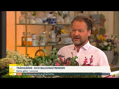 Hortonomens bästa trädgårdstips – ”Bambu kan växa otroligt fort” - Nyhetsmorgon (TV4)