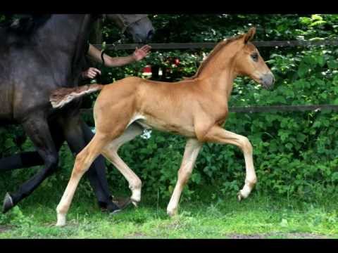 Stutfohlen von Vitalis- Fürst Heinrich