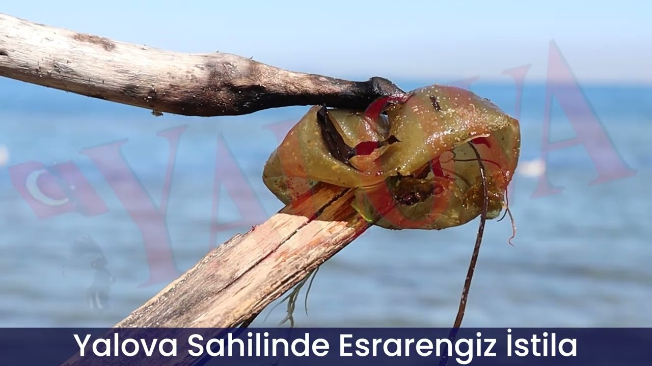 Yalova Sahilinde Esrarengiz İstila
