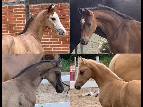 Online-Auktion Ponyfohlen & Springfohlen!