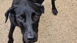 Video preview image #1 Labrador Retriever-Unknown Mix Puppy For Sale in NYC, NY, USA