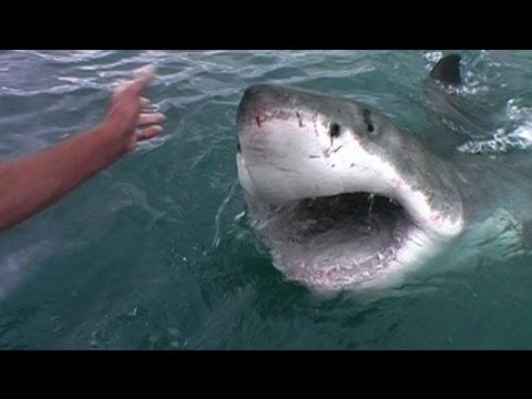 ANIMALISCH die Tiersendung Nr. 06 @ Sharkproject