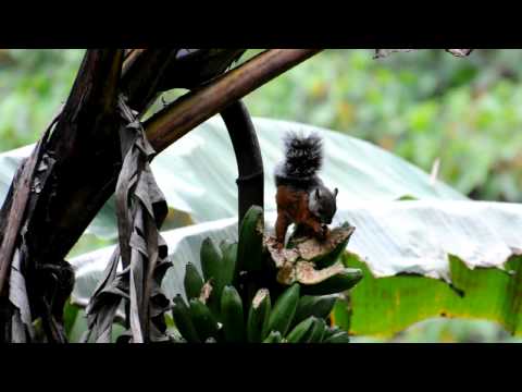 Video: Ardilla come que come