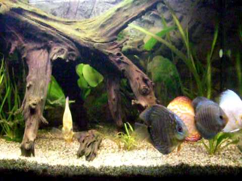 Discus tank aquarium "trouble in paradise"