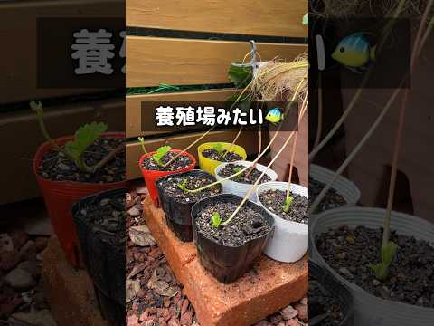 バルコニーの鉢でイチゴを育てる方法: ミニ果樹園を成功させるための役立つヒント  庭園